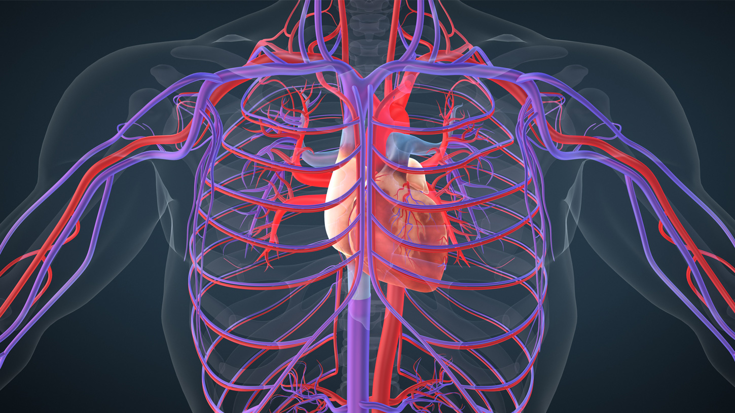 A 3d image of the human vascular system